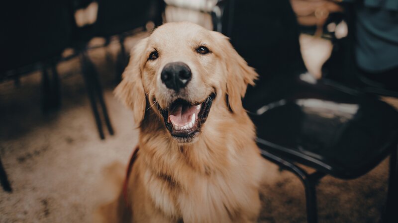 6 Dog-Friendly Patios, Parks, and Outings Around Chicagoland Photo